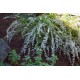Fringed Heath-myrtle - Micromyrtus ciliata
